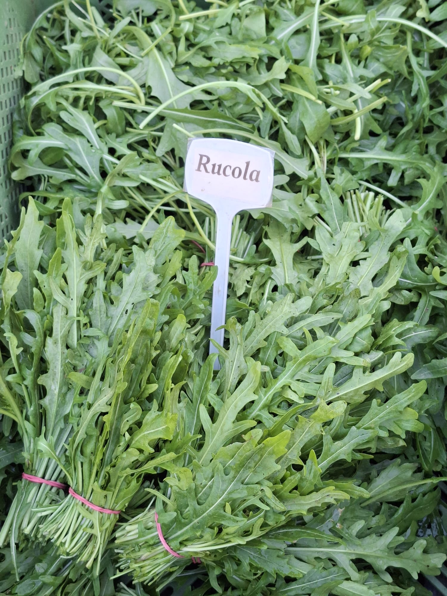 Rucola