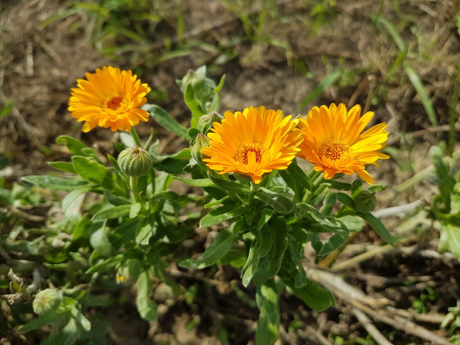 Calendula