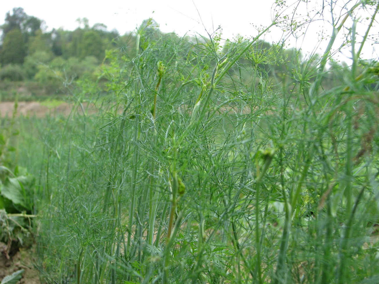 Dill