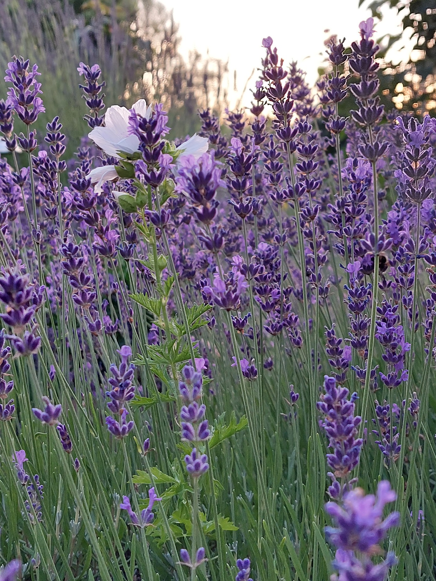 Lavendel