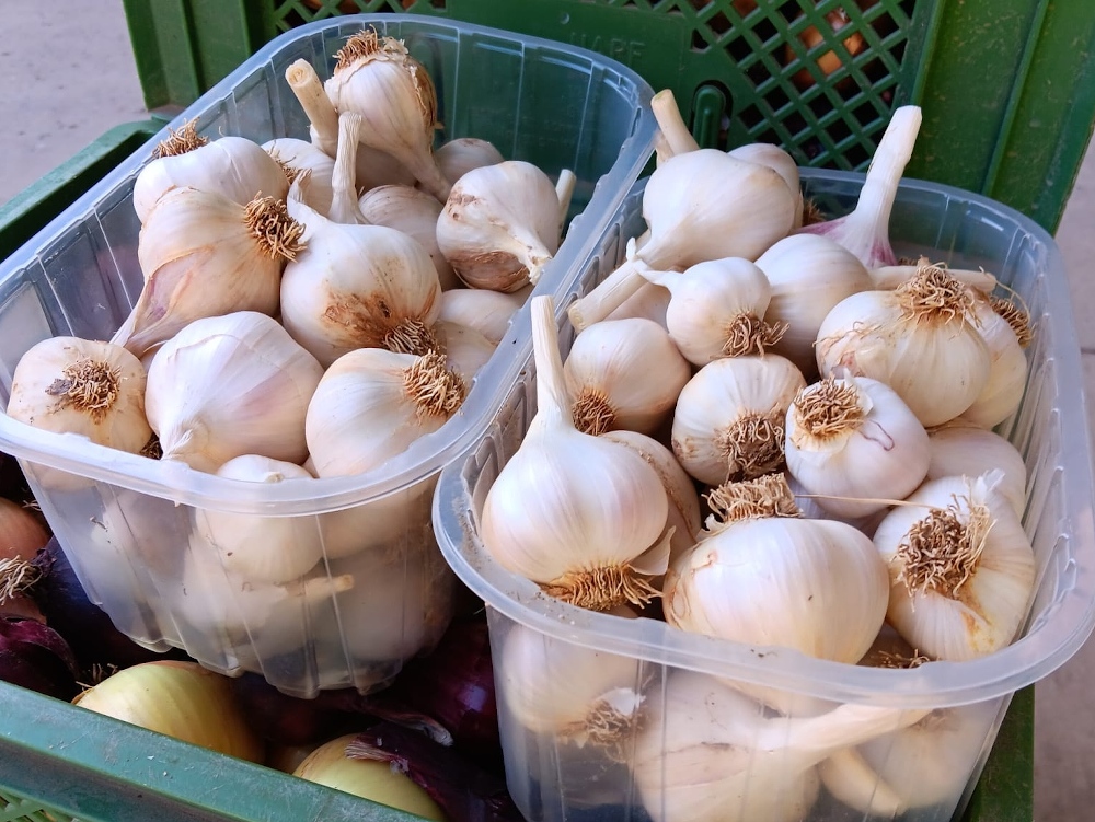 Knoblauch