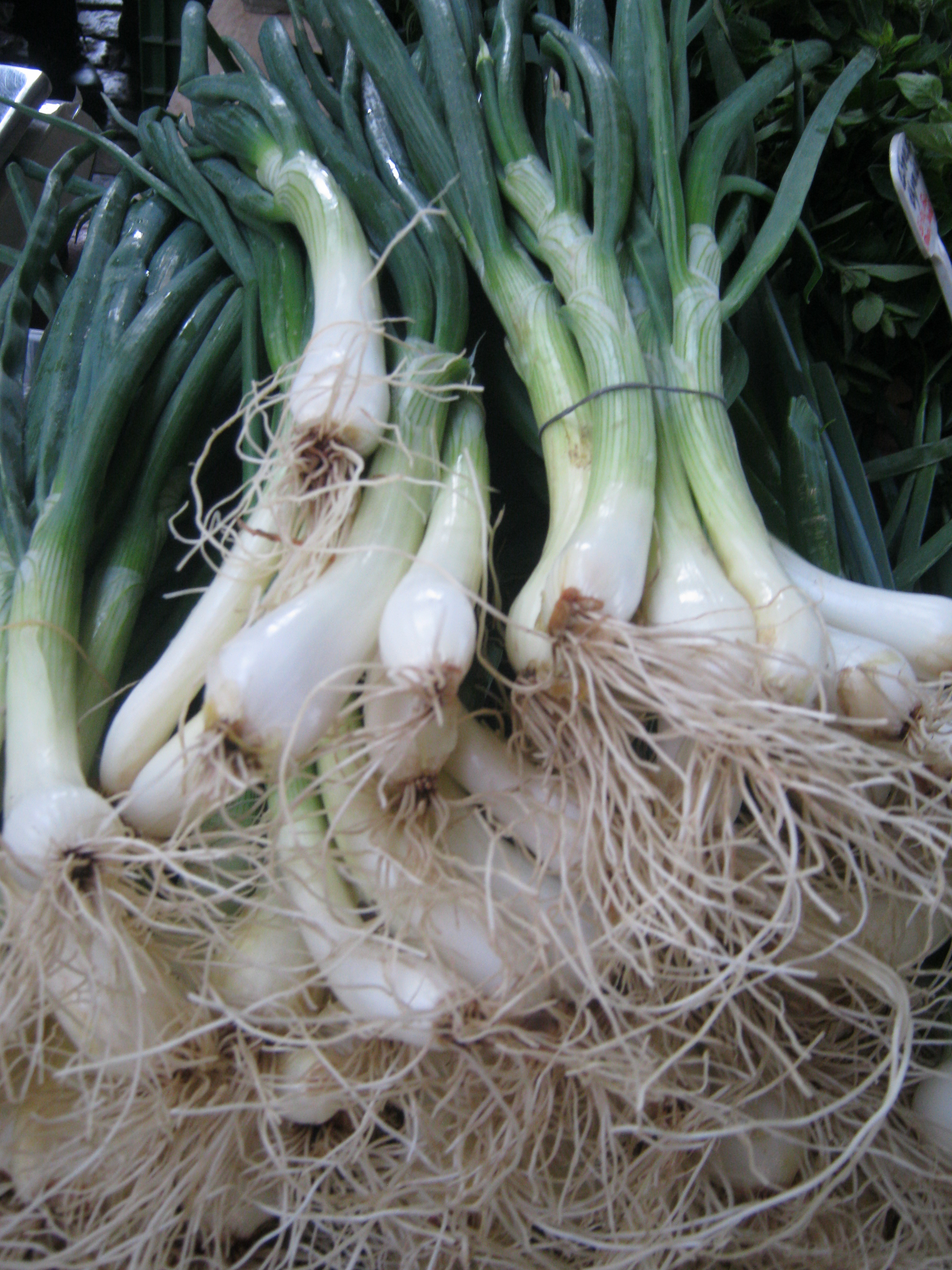 Lauchzwiebeln