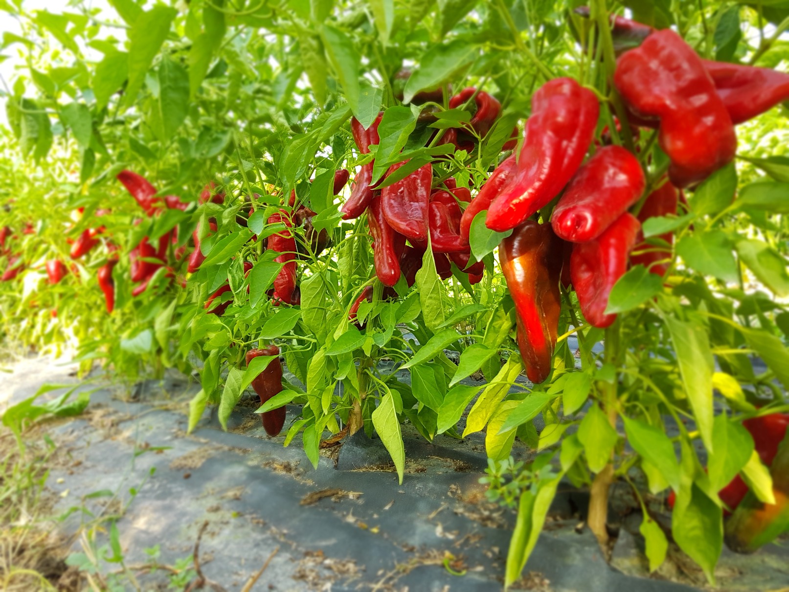 Paprika Panthos